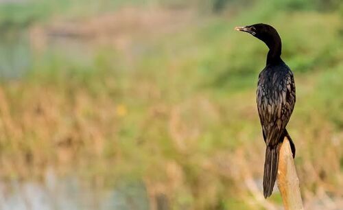 Cormorants_2_optimized