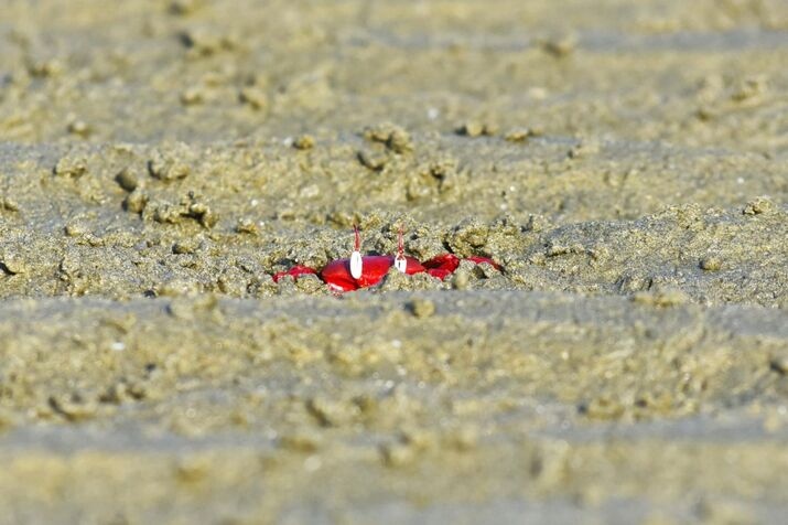 Red crabs 3 optimized 100