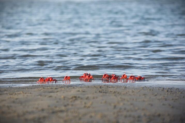 Red crabs 4 optimized