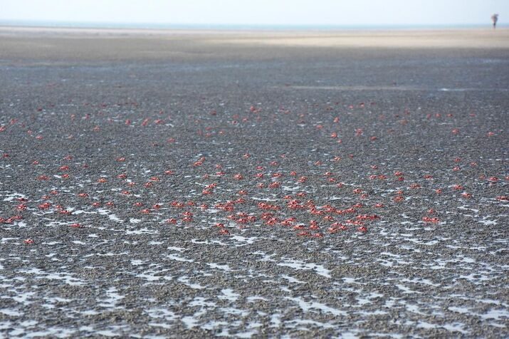Red crabs optimized 100