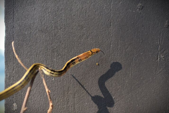 Snake 4 optimized 100