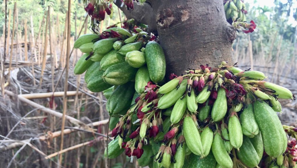 Bilimbi