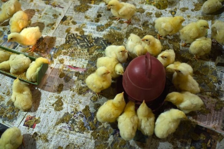Chicken_optimized_100