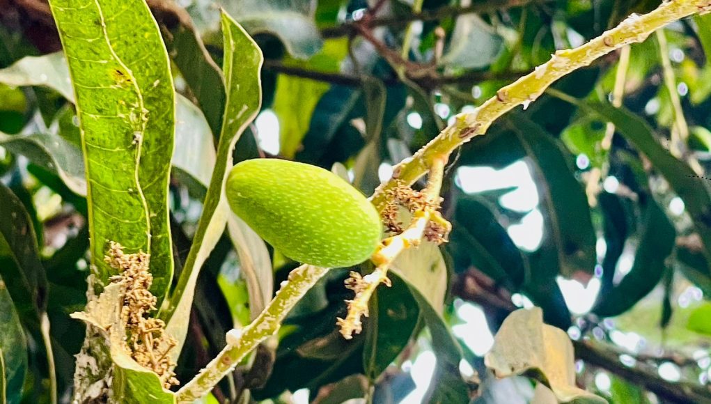 MAngo buds