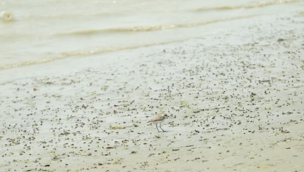 Sandpiper
