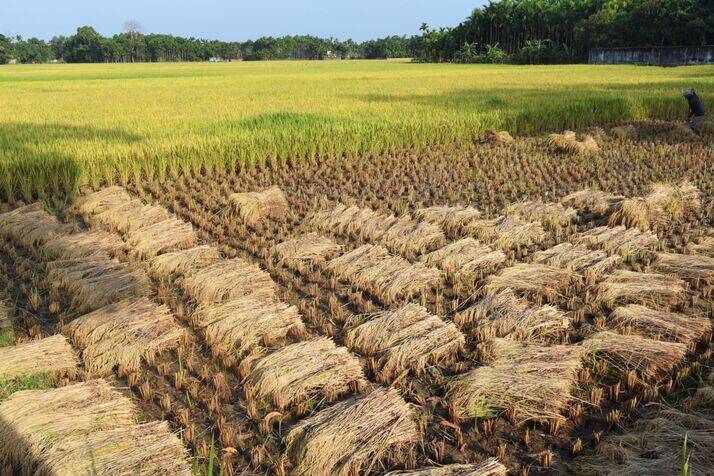 PAddy c 2 optimized 100