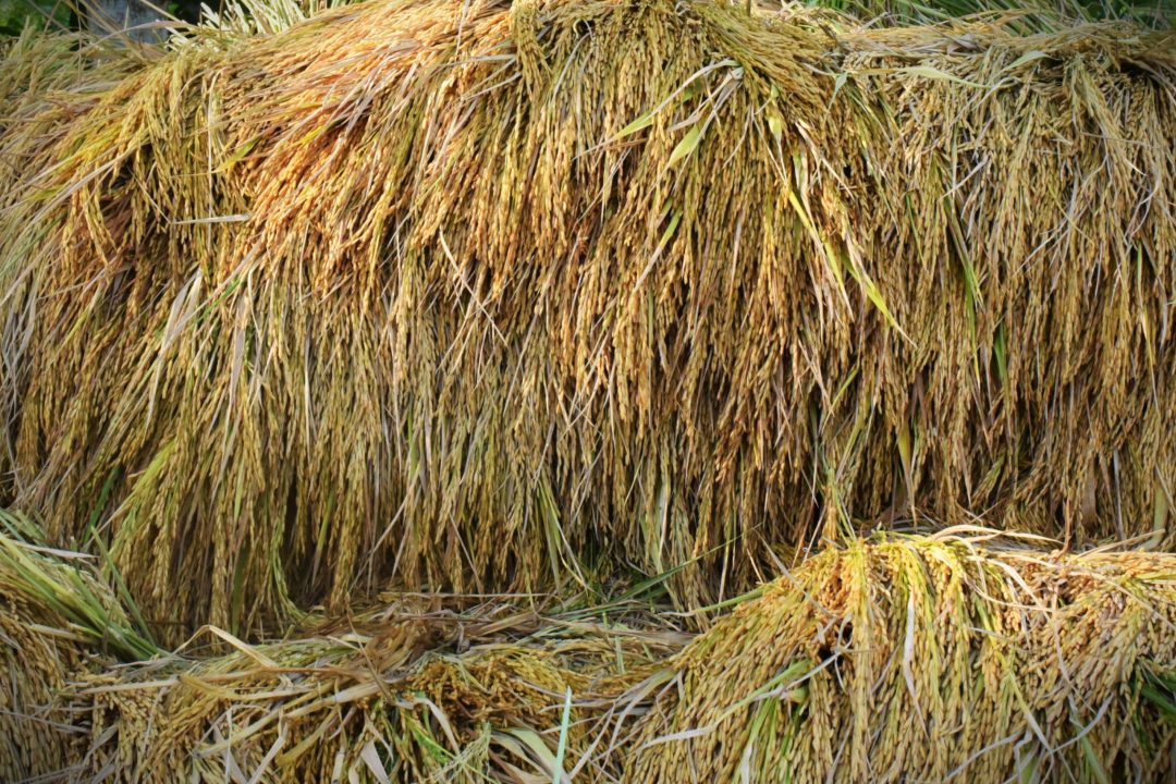 Paddy C