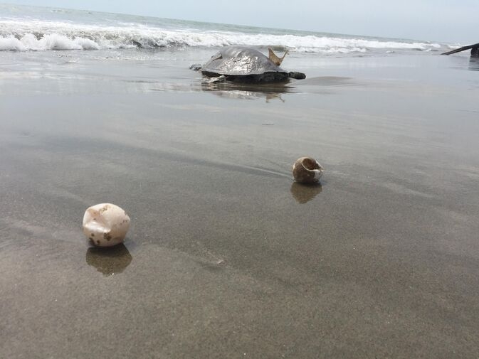 Turtless_optimized_100