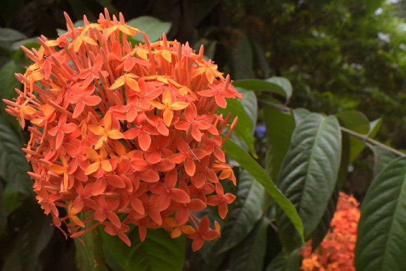 Ixora 2