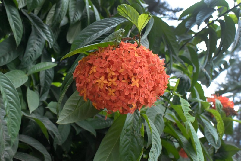 Ixora 4