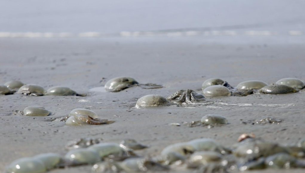 JellyFish