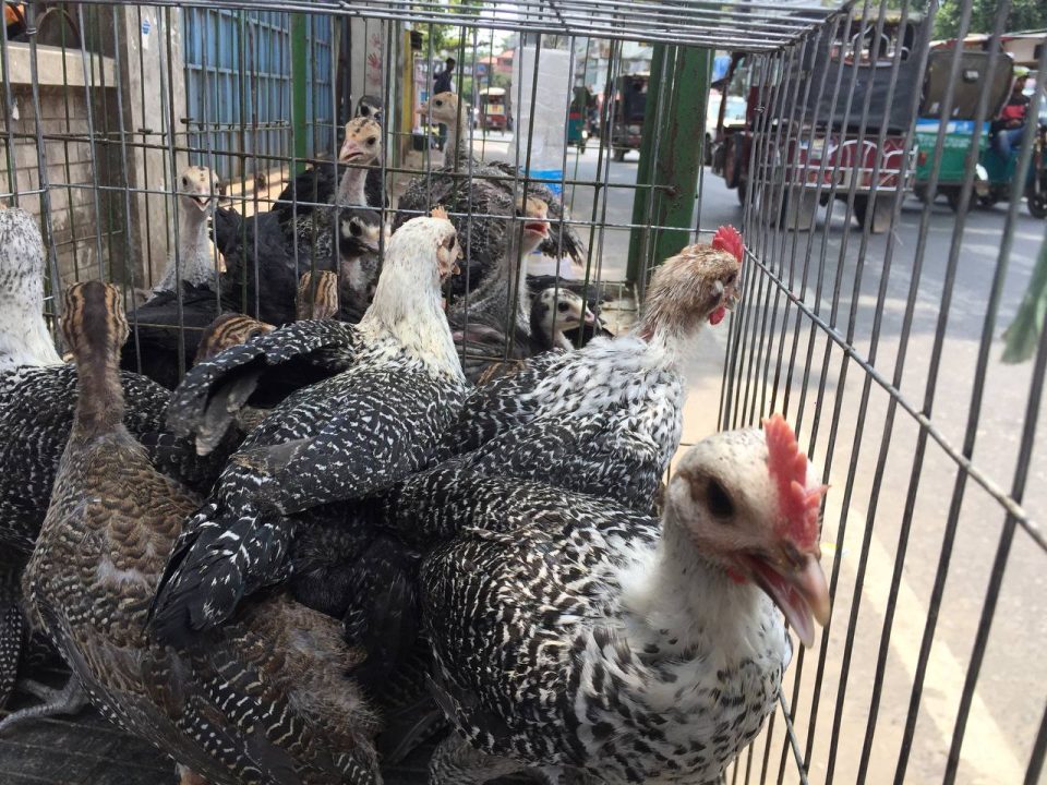 Pets 5