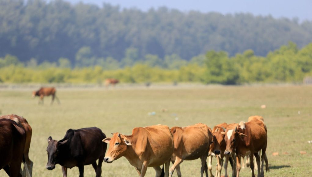 cows