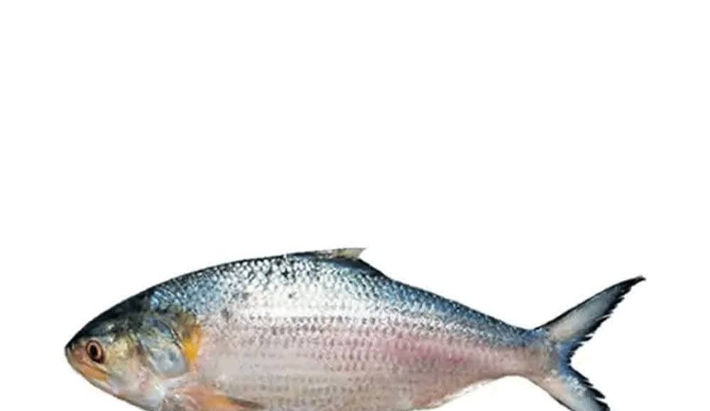 Hilsa