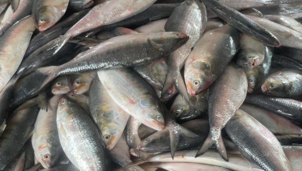 Hilsa