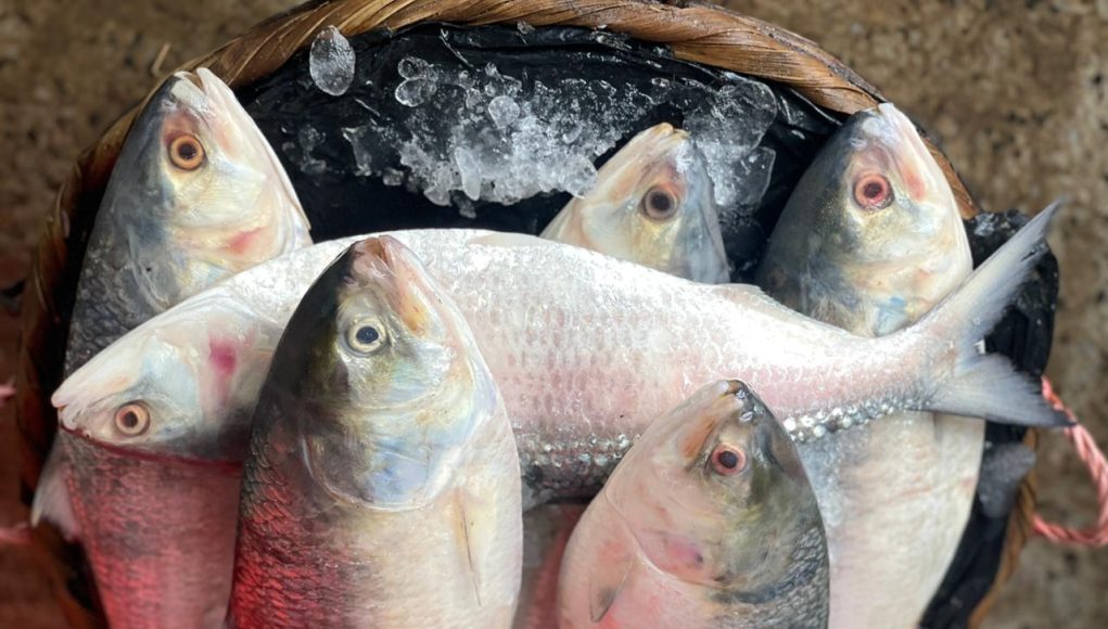 Hilsa