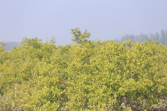 Mangrove optimized 100