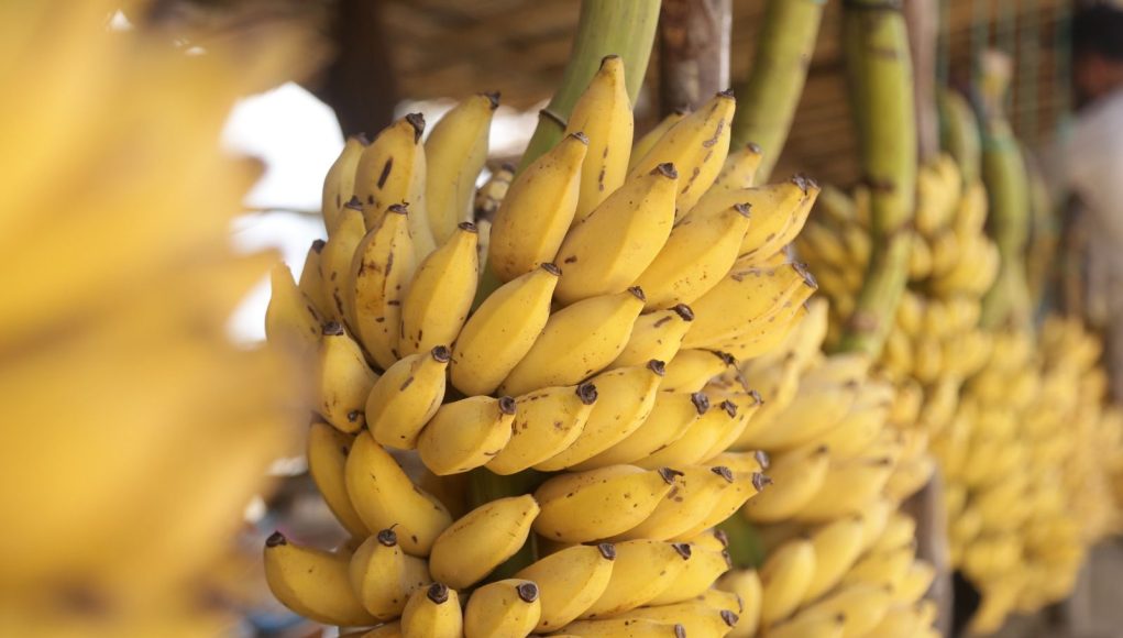 Banana H