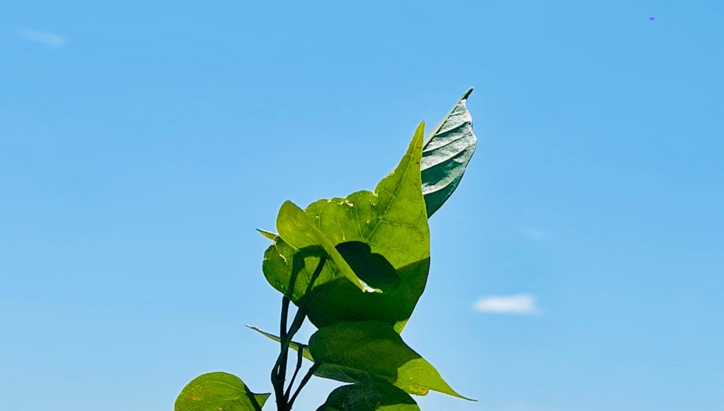 IMG-20250909-WA0004