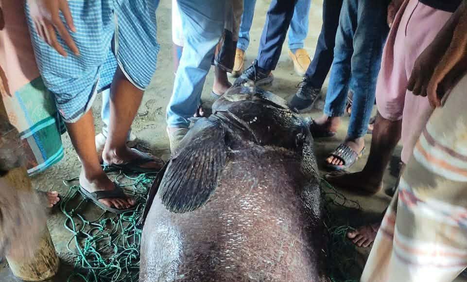 Bhol FISH