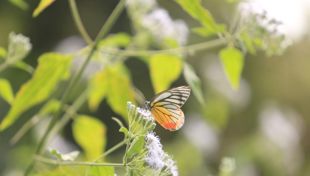 Butterflies