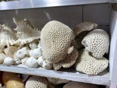 Dead Coral Stones Emerge as a Popular Souvenir for Tourists Visiting Cox’s Bazar