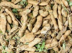 Wholesale Supply of Raw Tamarind Rises at Cox’s Bazar Boro Bazar in Winter