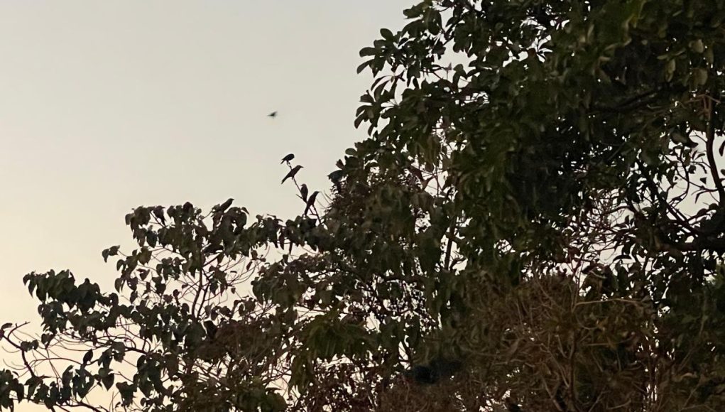 Birds