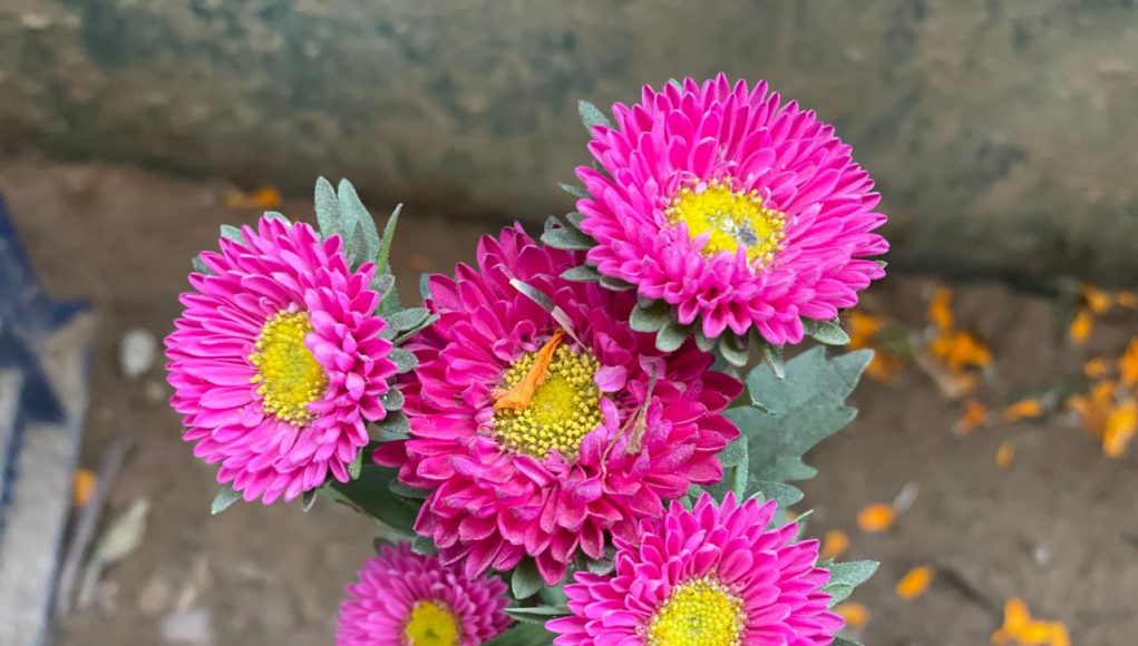 China Asters