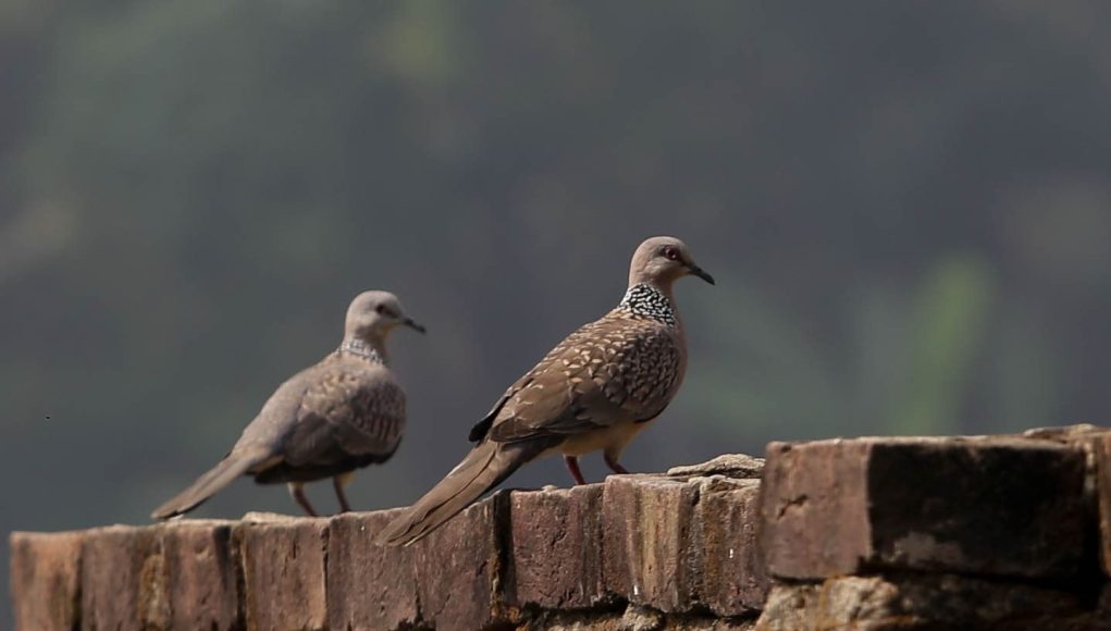 Doves