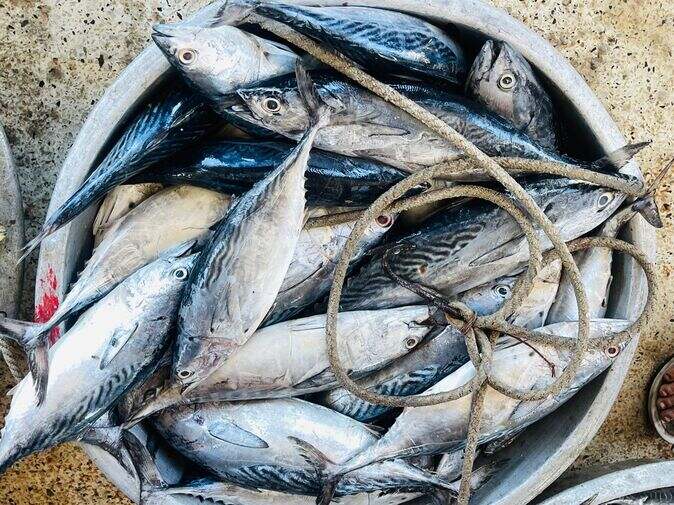 Tuna_optimized_100