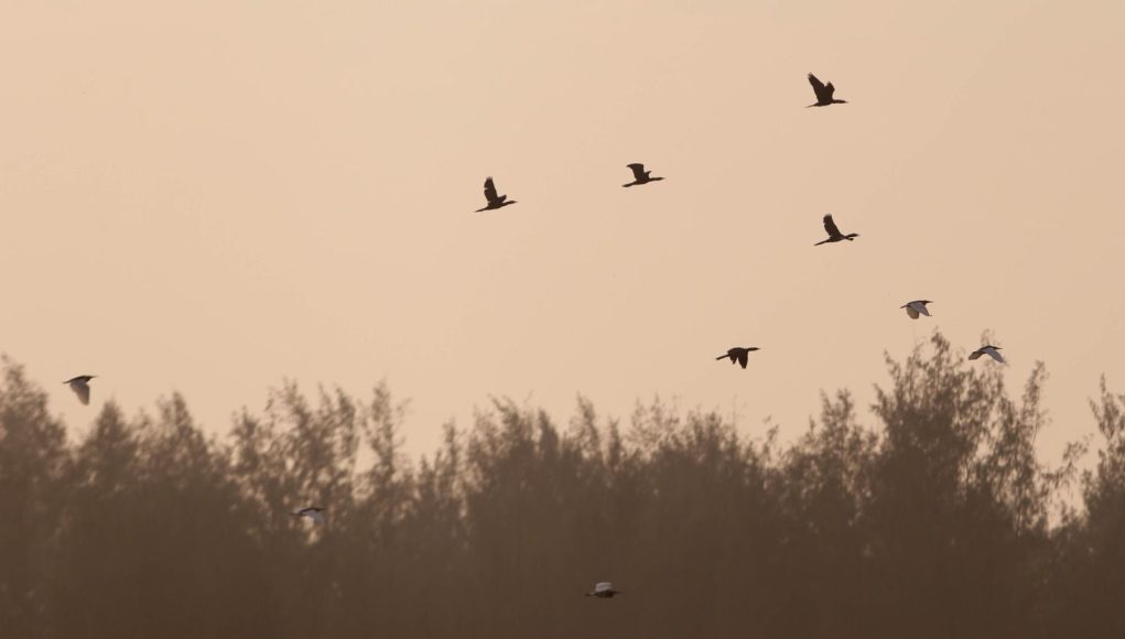BIRDSs