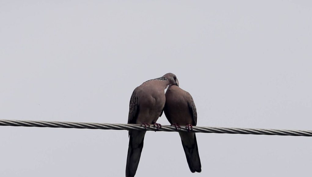 Dove