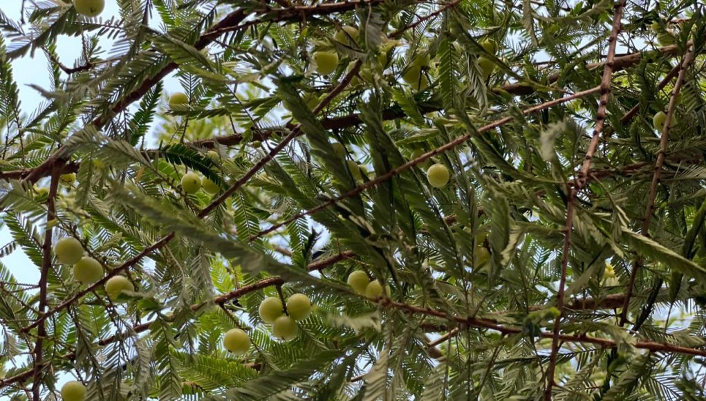 Amlaki