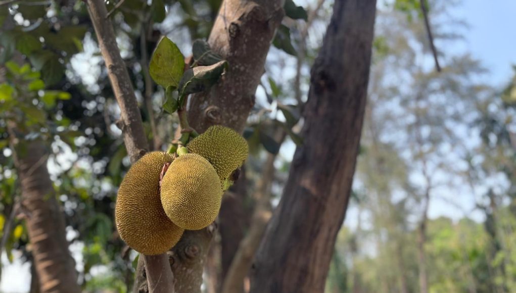 Jack fruits