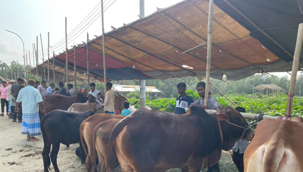 CXB Cattle