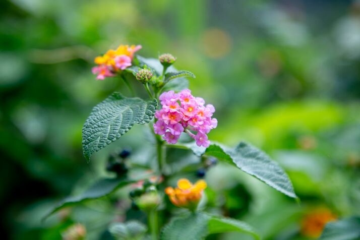Flowers 3 optimized 100
