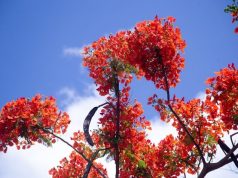 Marine Drive Bursts into Colour in Summer Bloom
