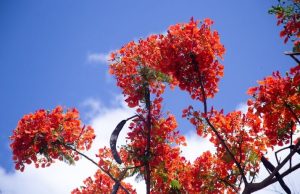 Marine Drive Bursts into Colour in Summer Bloom