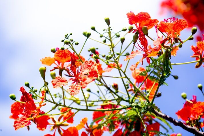 Flowers 6 optimized 100