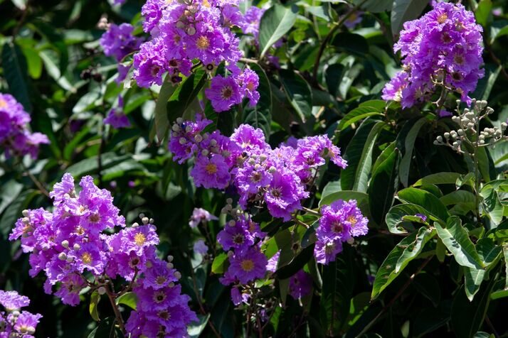 Flowers 7 optimized 100