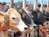 Cox’s Bazar Prepares 158,000 Sacrificial Animals Ahead of Eid-Ul-Azha