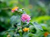 Lantana Blooms Along Marine Drive Add Quiet Charm to Cox’s Bazar’s Natural Landscape