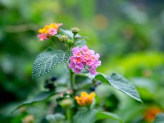 Lantana Blooms Along Marine Drive Add Quiet Charm to Cox’s Bazar’s Natural Landscape