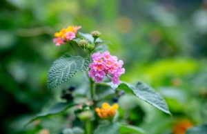 Lantana Blooms Along Marine Drive Add Quiet Charm to Cox’s Bazar’s Natural Landscape