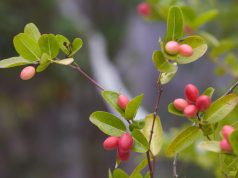 Schoolboy Abdullah Delighted as Hobby-Grown Karonda Tree Bears Fruit