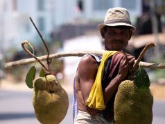 Jackfruit Season Begins as Ripe Fruits Hit Cox’s Bazar Streets