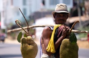 Jackfruit Season Begins as Ripe Fruits Hit Cox’s Bazar Streets