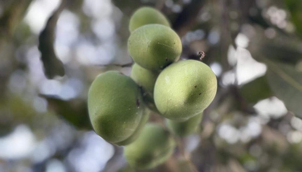 Mango