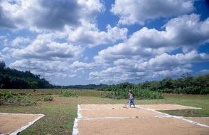 Farmer Races to Dry Harvest Under Intense Summer Sun